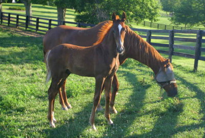 Mother and Son