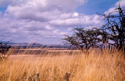 The Endless Plains of East Africa