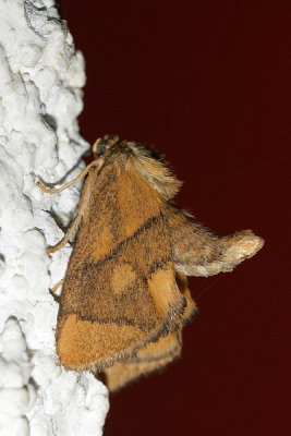 Cochlidion limacodes   