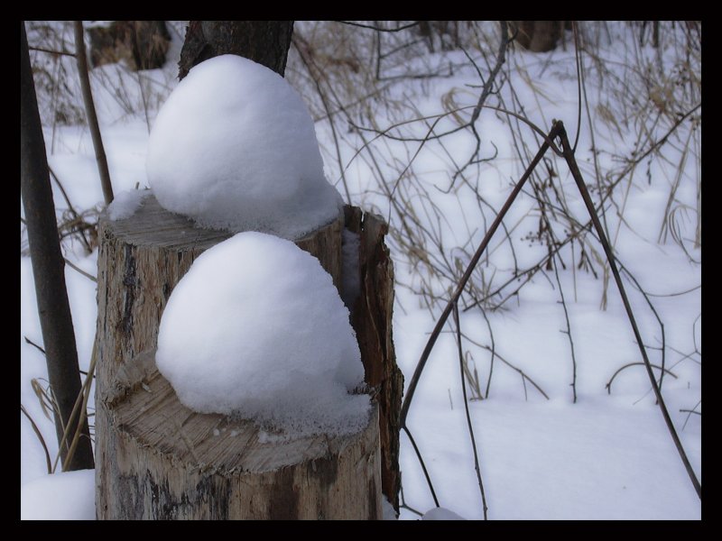 Birth of forest snowmen...