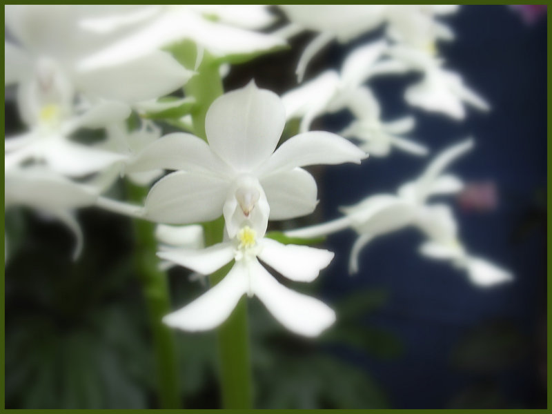 Envole dorchides...