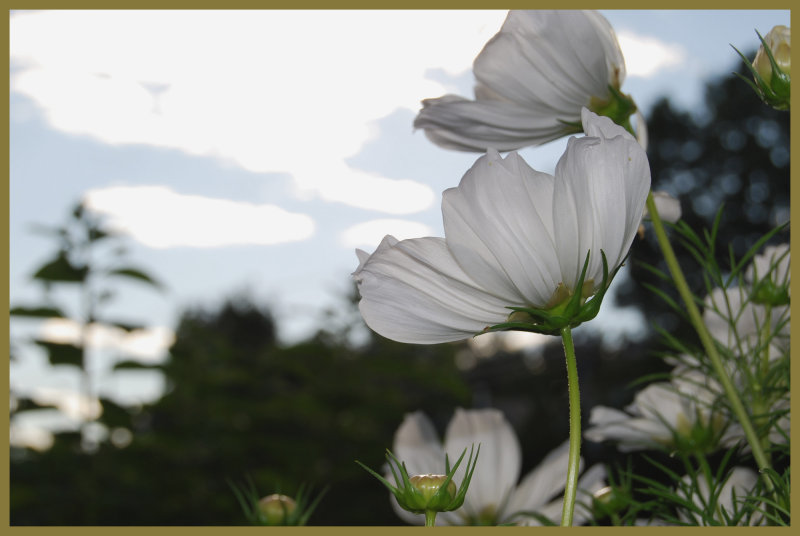 Back into the garden...
