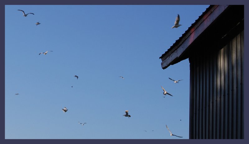Et les oiseaux volent avec nous...