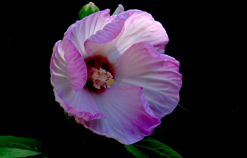Dans le jardin