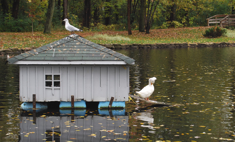 The watch gull