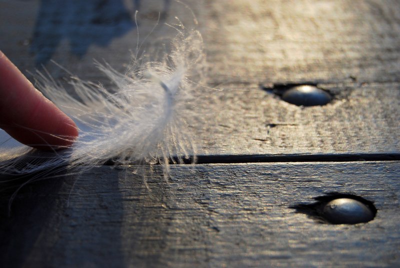 La plume aprivoise...