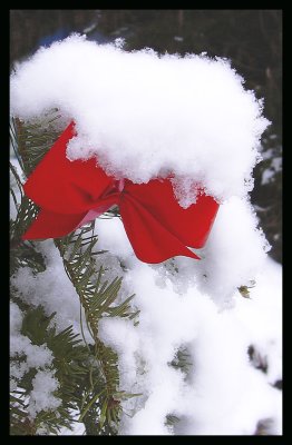 Jolie boucle rouge sous la neige