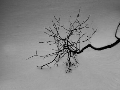 The branch and the frozen river