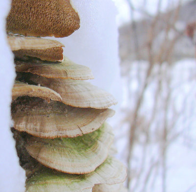 Mushrooms...frozen