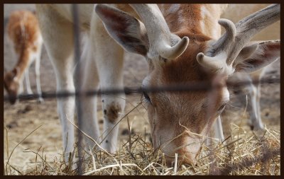 Je suis le papa de Bambi