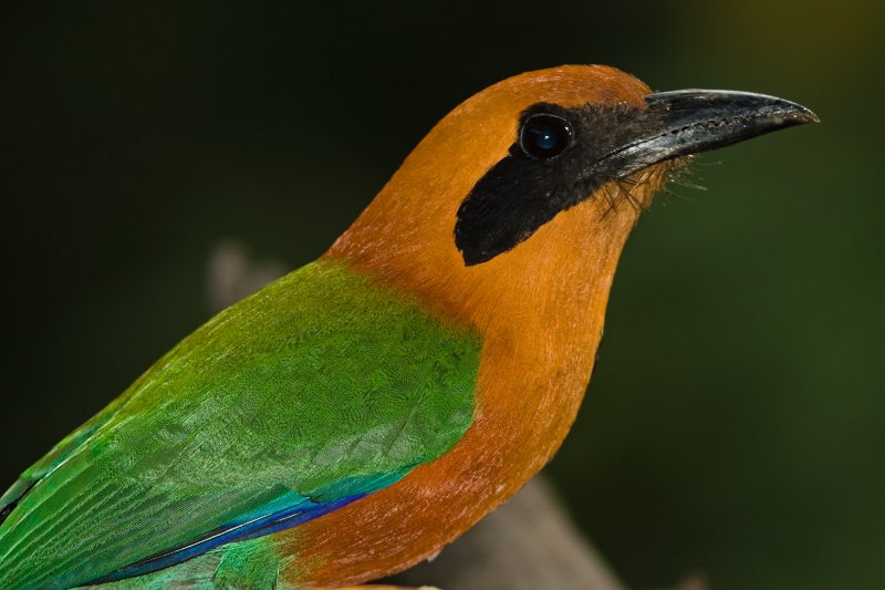 Rufous Motmot 5452