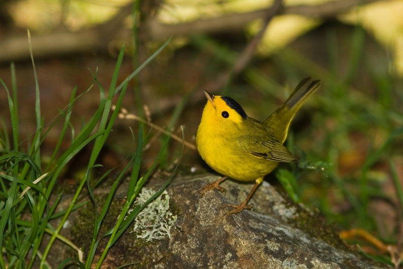 Wilsons Warbler_7376