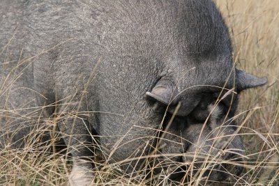 Pork the potbellied pig_0800_edited-1.jpg