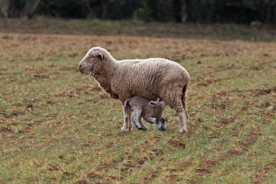 Sheep QHR IMG_1035_edited-1.jpg