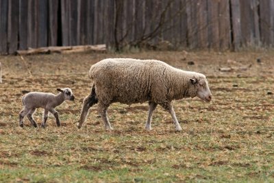 Sheep QHR IMG_1038_edited-1.jpg