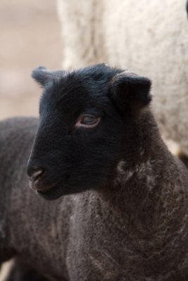 Sheep QHR IMG_1043_edited-1.jpg