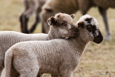Sheep QHR IMG_1047_edited-1.jpg