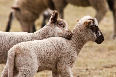 Sheep QHR IMG_1048_edited-1.jpg