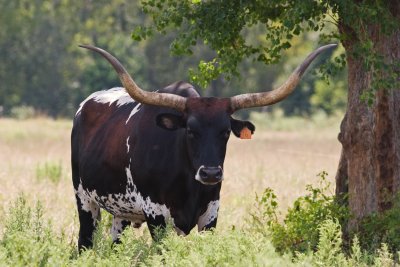 Texas Longhorn 1480_edited-1.jpg