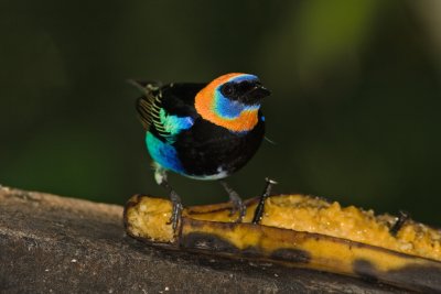 Golden-hooded Tanager 5190
