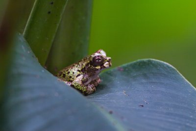 Unidentified frog_5227