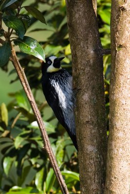 Acorn Woodpecker_5272