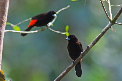 Scarlet-rumped Tanager 5456