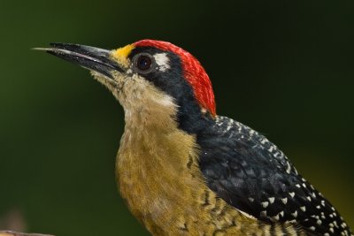 Black-cheeked Woodpecker 5461