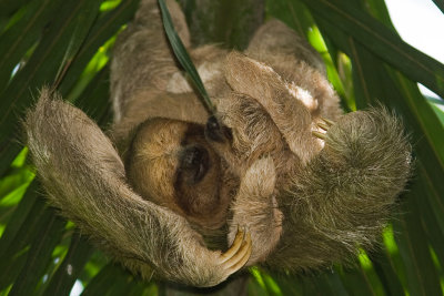 3-Toed Sloth w Baby 5492