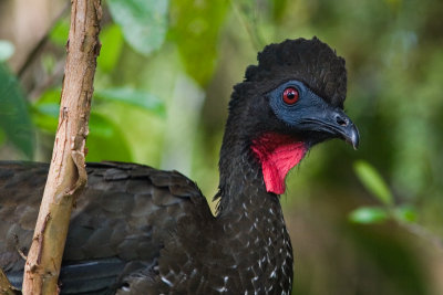 Crested Guan 5728_