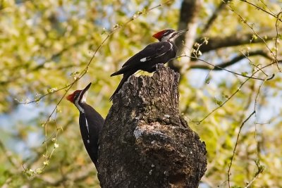 Pileated Woodpecker IMG_7833_edited-1.jpg
