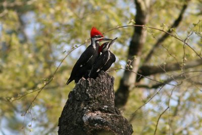Pileated Woodpecker  IMG_7835_edited-1.jpg