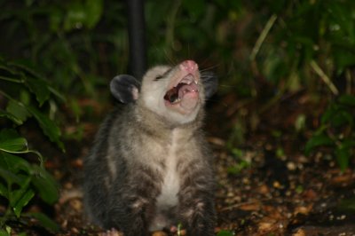 Oppossum_0414.JPG