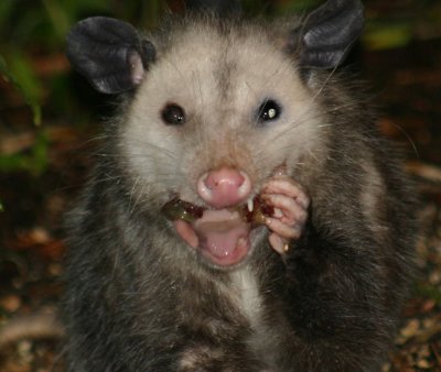Oppossum_0415_edited-2.jpg