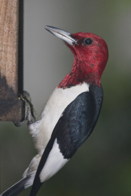 Redheaded Woodpecker_0349