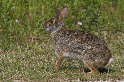 Bunny 0463