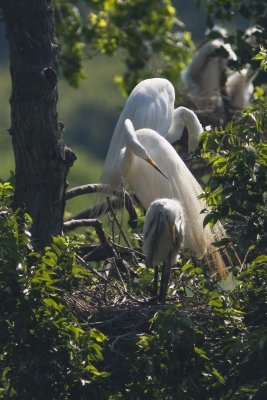 Egrets w babies 0464