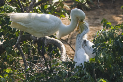 Egret feeding_0510.jpg
