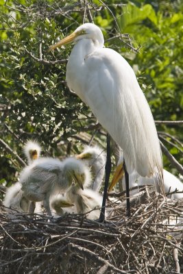 Egret w babies on nest_0579.jpg