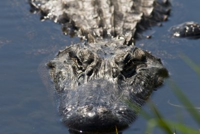 Alligator_8977.jpg