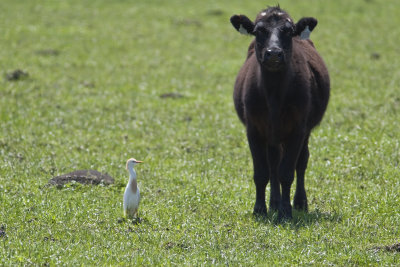 Cow and egret 8966.jpg
