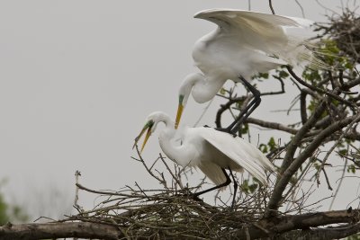 Egrets mating_9293.jpg