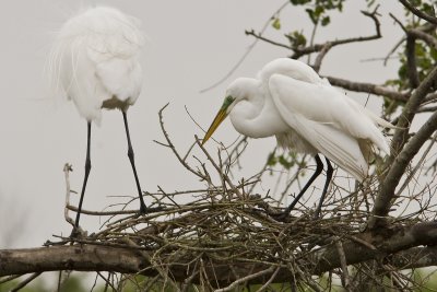 Egrets nest_9294.jpg