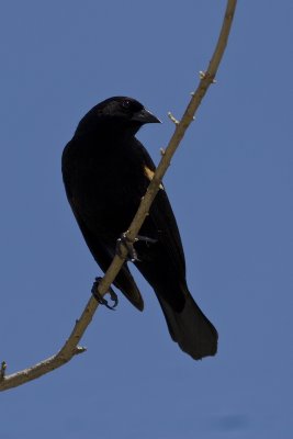Red-winged blackbird_8950.jpg