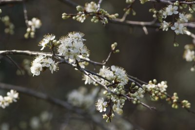 Parsley hawthorn_1062.jpg