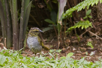 Immature black-striped sparrow 1821
