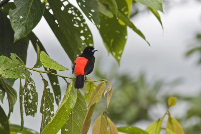 Male Passerinii Tanager 1804