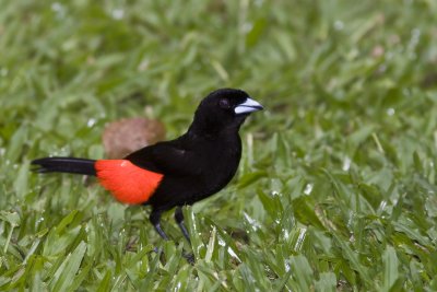 Male passerinii's Tanager 1797