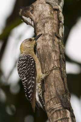 Woodpecker 1823