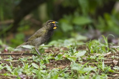 yellow-faced grassquit 1822